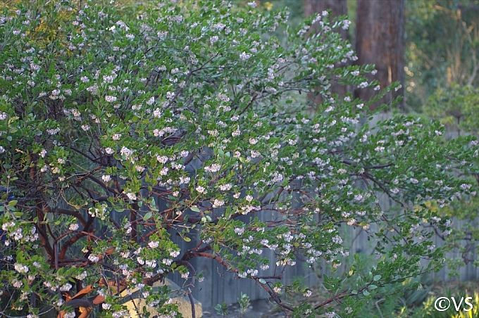 Arctostaphylos  'Lutsko's Pink' manzanita