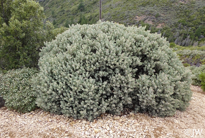 Arctostaphylos canescens  hoary manzanita
