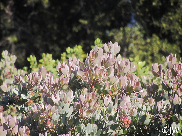 Arctostaphylos canescens  hoary manzanita
