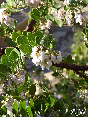 Arctostaphylos edmundsii 'Big Sur' Little Sur manzanita