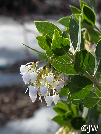 Arctostaphylos manzanita x 'Laguna White' common manzanita