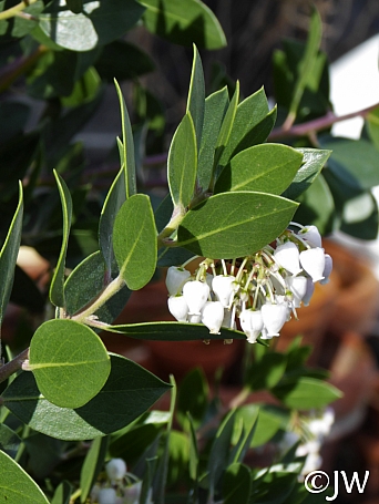 Arctostaphylos manzanita x 'Laguna White' common manzanita