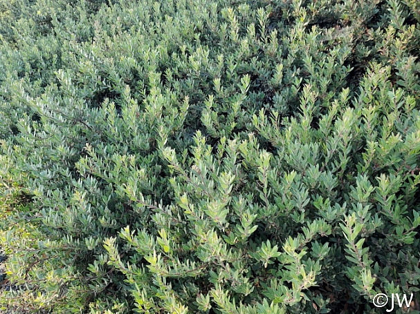 Arctostaphylos  'Pacific Mist' manzanita
