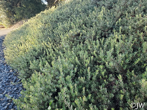 Arctostaphylos  'Pacific Mist' manzanita