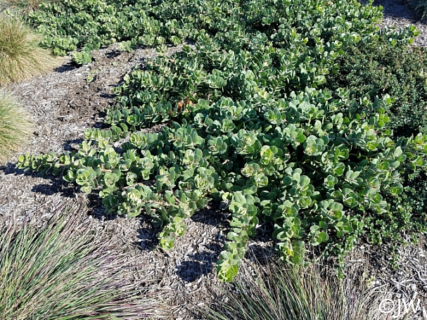 Arctostaphylos x media 'Peter Ehrlich' manzanita