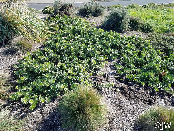 Arctostaphylos x media 'Peter Ehrlich' manzanita