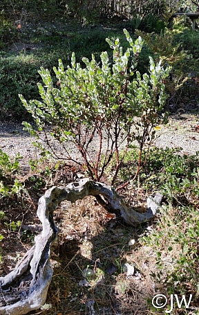 Arctostaphylos auriculata  Mount Diablo manzanita