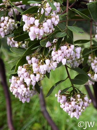 Arctostaphylos manzanita x 'Austin Griffiths' manzanita