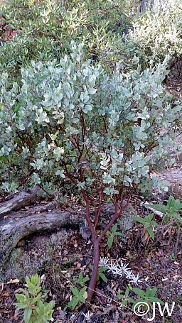 Arctostaphylos gabilanensis  Gabilan Mountains manzanita