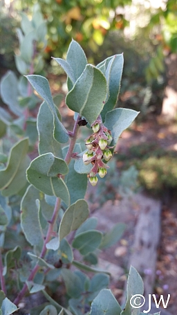 Arctostaphylos gabilanensis  Gabilan Mountains manzanita