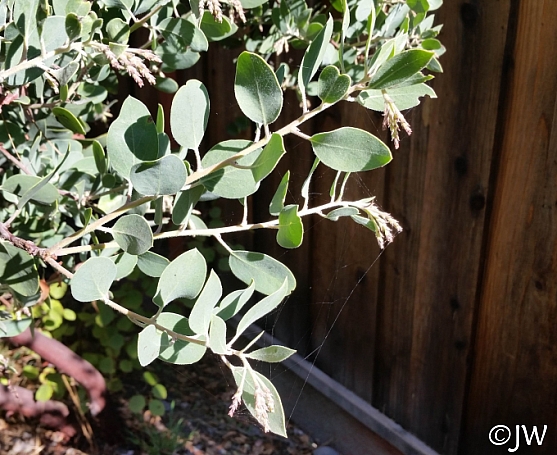 Arctostaphylos manzanita 'Hood Mountain' common manzanita