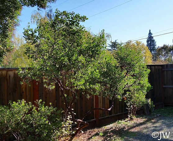 Arctostaphylos manzanita 'Hood Mountain' common manzanita