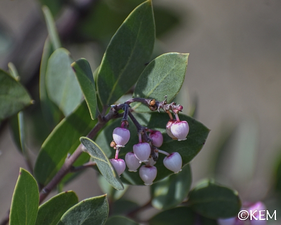 Arctostaphylos manzanita 'Garrison Canyon' common manzanita