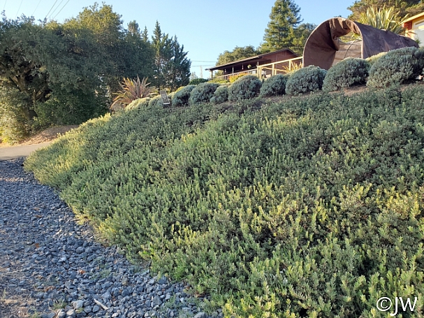 Arctostaphylos  'Pacific Mist' manzanita