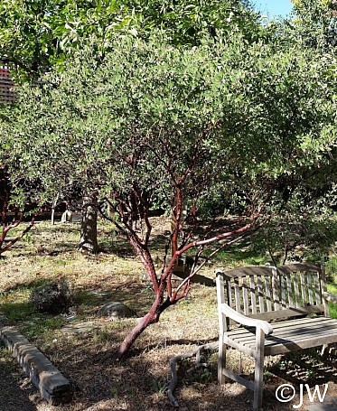 Arctostaphylos manzanita x 'Sebastopol White'  common manzanita