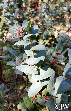 Arctostaphylos pajaroensis 'Warren Roberts' Pajaro manzanita
