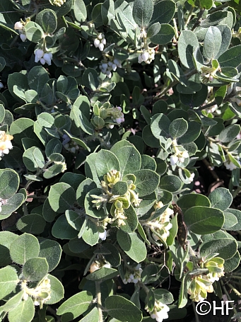 Arctostaphylos x media 'Reina de Arena' manzanita