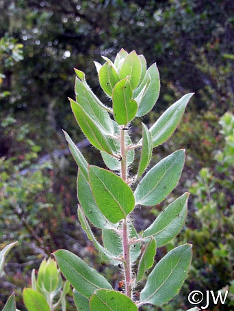 Arctostaphylos columbiana  hairy manzanita