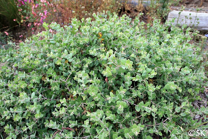 Arctostaphylos cruzensis  Arroyo de la Cruz manzanita