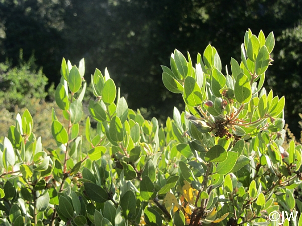 Arctostaphylos glandulosa  Eastwood manzanita