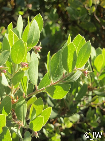 Arctostaphylos glandulosa  Eastwood manzanita