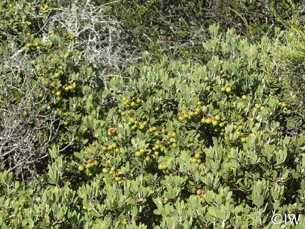 Arctostaphylos montana ssp. montana  Mount Tamalpais manzanita