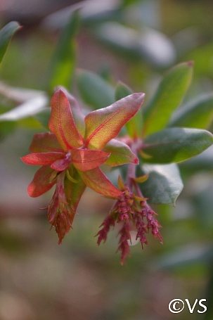 Arctostaphylos pajaroensis 'Paradise' Pajaro manzanita