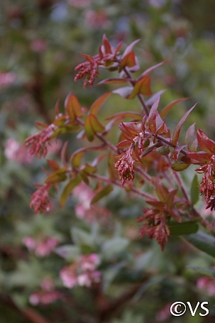Arctostaphylos pajaroensis 'Paradise' Pajaro manzanita