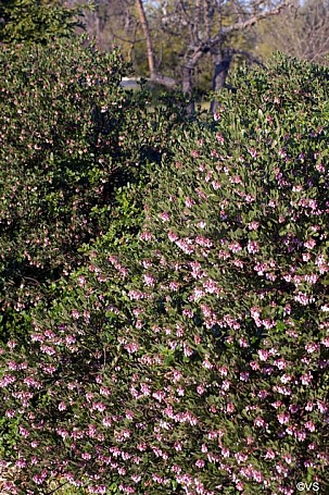 Arctostaphylos  'Sentinel' manzanita