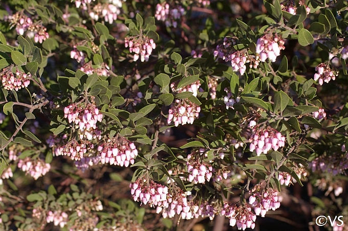 Arctostaphylos  'Sentinel' manzanita