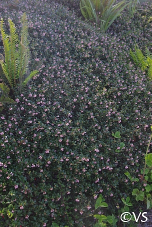 Arctostaphylos uva-ursi 'Radiant' bearberry