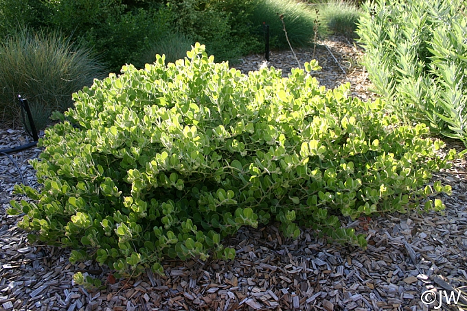 Arctostaphylos x media - Point Arena forms  manzanita