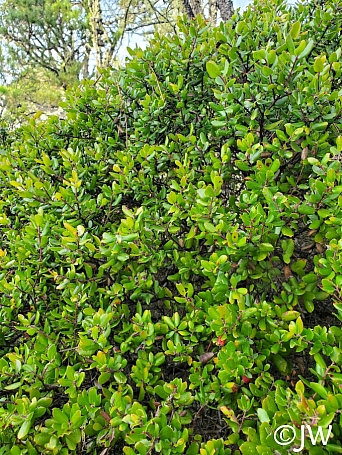 Arctostaphylos nummularia  glossy leaved manzanita