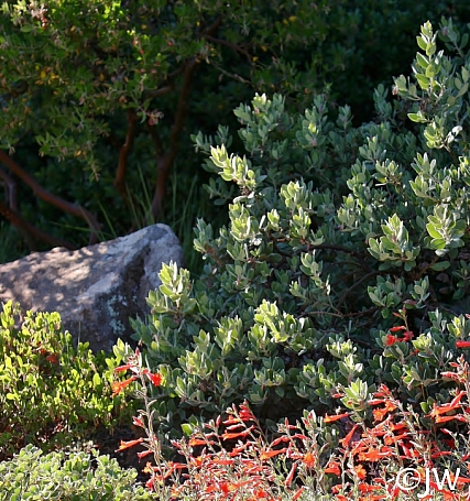 Arctostaphylos silvicola  ghostly manzanita