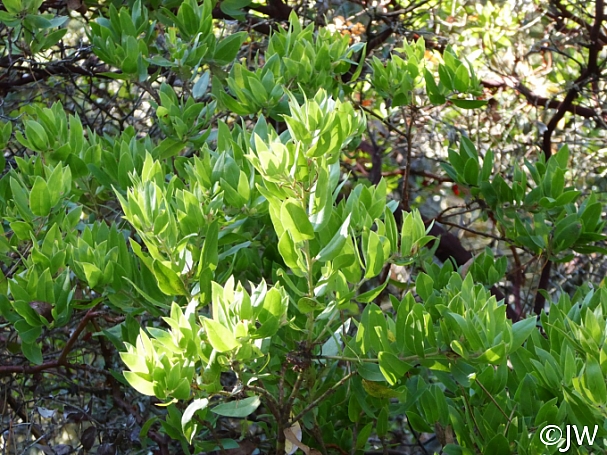 Arctostaphylos virgata  Marin manzanita