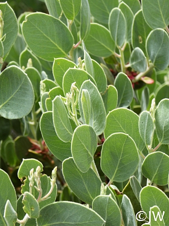 Arctostaphylos viscida  whiteleaf manzanita