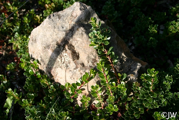 Arctostaphylos uva-ursi 'Wood's Compact' bearberry