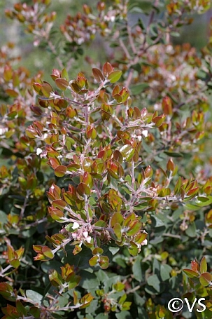 Arctostaphylos  'Sunset' manzanita