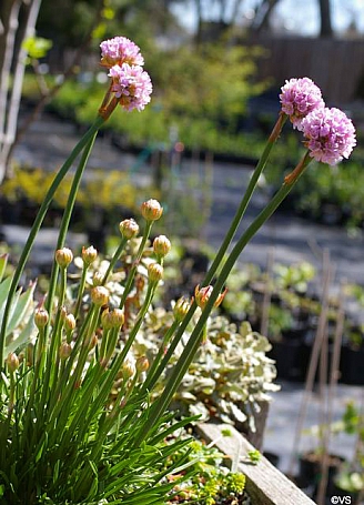 Armeria maritima ssp. californica  sea thrift