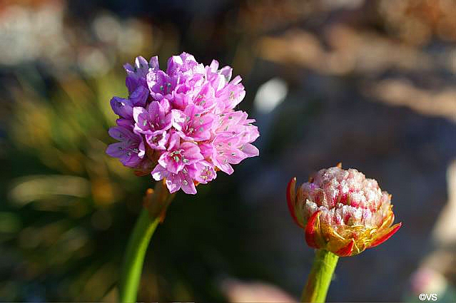 Armeria maritima ssp. californica  sea thrift