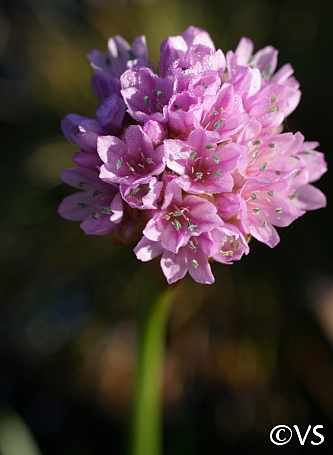 Armeria maritima ssp. californica  sea thrift