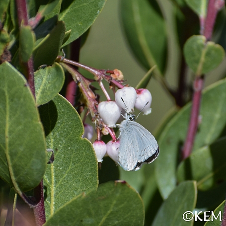 Arctostaphylos manzanita x 'Mary's Blush' common manzanita