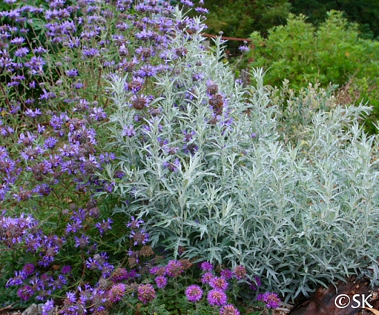 Artemisia suksdorfii  coastal mugwort