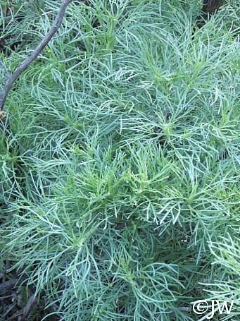 Artemisia californica  California sagebrush