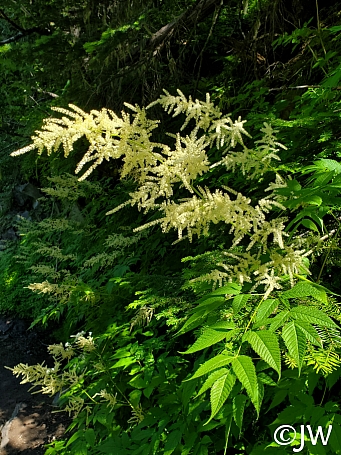Aruncus dioicus  goat's beard