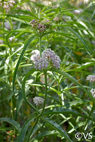 Asclepias fascicularis  narrowleaf milkweed