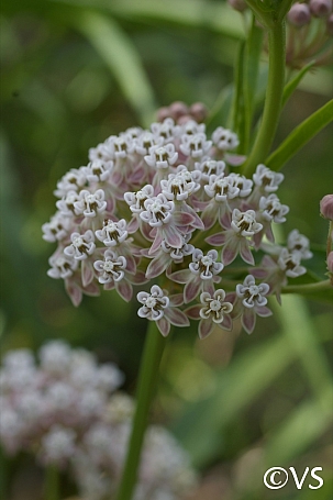 Asclepias fascicularis  narrowleaf milkweed