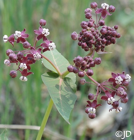 Asclepias cordifolia  heart leaf milkweed