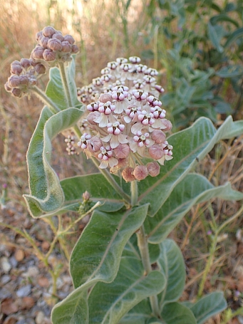 Asclepias eriocarpa  Kotolo milkweed