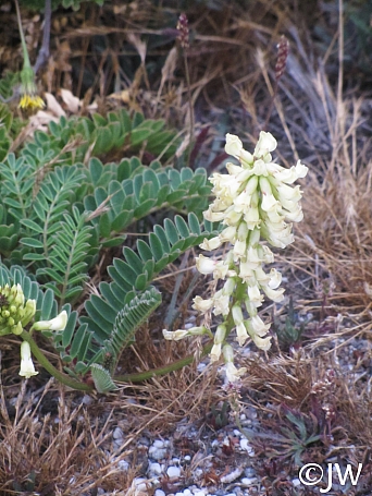 Astragalus nuttalii var. nuttallii  ocean bluff milkvetch